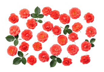 Vibrant orange roses scattered on a dark background