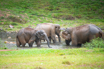 Indian elephants, wild herd taking a bath at waterhole, Anakulam near Munnar, wildlife of India,...