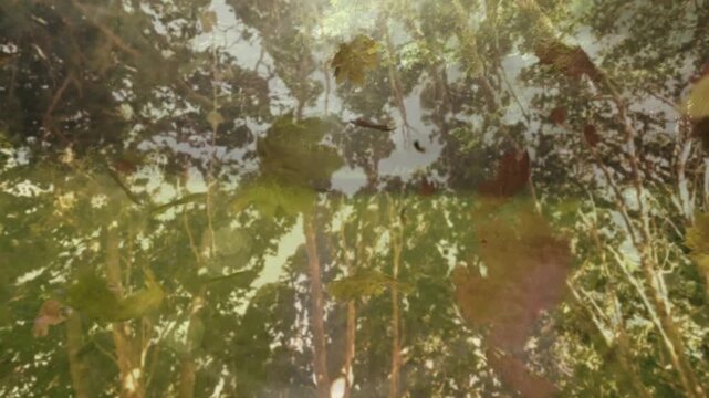 Light breeze carrying autumn leaves swirling over dirt path while camera tilting revealing canopy