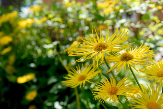 Close-up of bright yellow daisy-like flowers with thin petals blooming in a garden