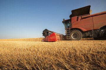 Fototapeta premium Combine harvester in field wheat