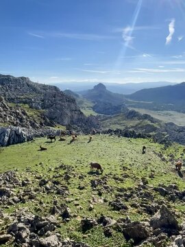 Tetouan, Morocco A herd of wild cows roams the slopes of Fahs El Maher Mountain, amidst rolling hills, rich wildlife, and serene natural landscapes
