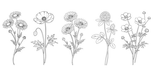 Wild Flowers Collection.  Botanical Illustrations. Elegant wild flower branches with buds and leaves in minimal line art style. Camomile, Poppy, Cornflower, Clover, Buttercup