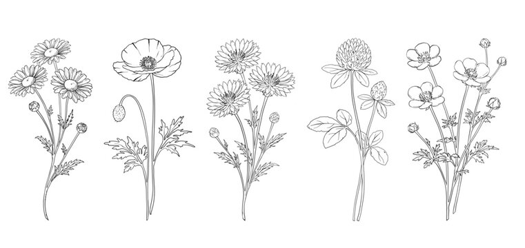 Wild Flowers Collection.  Botanical Illustrations. Elegant wild flower branches with buds and leaves in minimal line art style. Camomile, Poppy, Cornflower, Clover, Buttercup