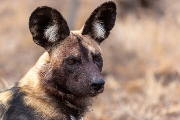 Wild dog (Lycaon pictus), also known as the painted dog or Cape hunting dog, feeding and hanging...