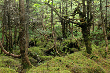 白駒の池・苔と原生林