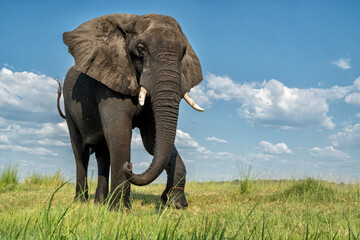Fototapeta premium Close encounter with a bull elephant from a boat. African elephant showing dominant behaviour at the Chobe River between Botswana and Namibia in the green season.