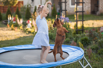 a three year old smiling girl playing with dachshund dog on trampoline in green sunny summer park