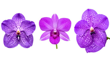 Fototapeta premium Floral set with leaves on a white background