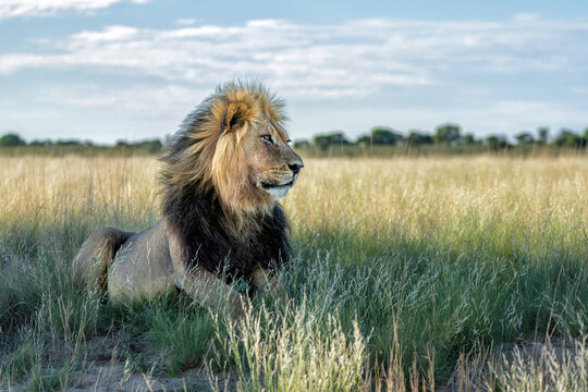Lion (Panthera leo) hanging around in the sand of the Kgalagadi Transfrontier Park in South Africa, part of the  Kalahari Desert.