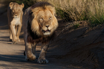 Lion (Panthera leo) hanging around in the sand of the Kgalagadi Transfrontier Park in South Africa, part of the  Kalahari Desert.
