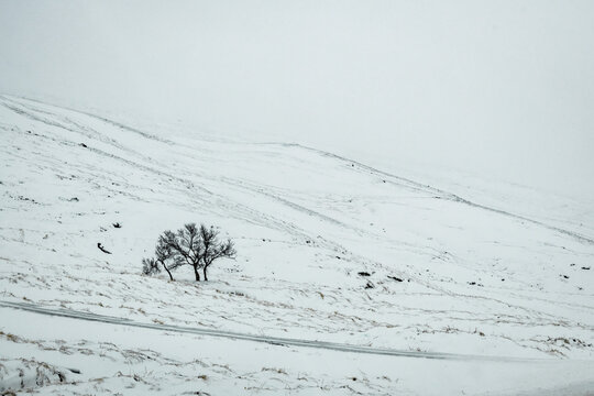 View of snow-covered plains and gentle slopes are broken by the stark silhouette of small trees under the bleak sky, Blonduos, Iceland.