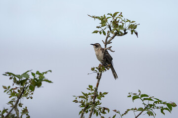 Galapagos mockingbird on a tree, Mimus parvulus
