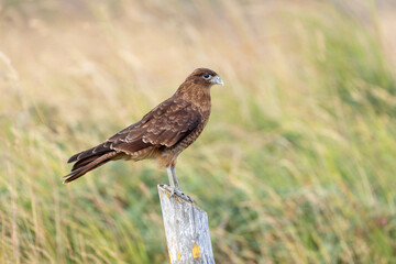 Chimango caracara in Ushuaia, Daptrius chimango full view