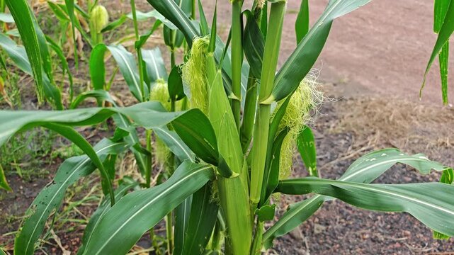 Corn pods that are gaining maturity in garden.