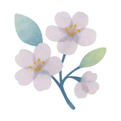 Fototapeta premium PNG Delicate watercolor cherry blossom illustration.