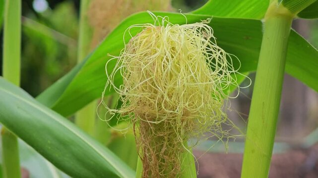 Corn pods that are gaining maturity in garden.