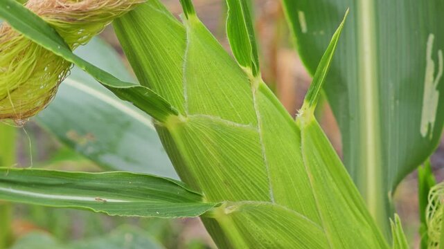 Corn pods that are gaining maturity in garden.