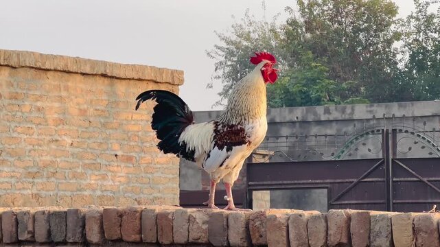 A majestic white and black rooster with a striking red comb stands proudly on a brick wall against a blurred rural background, exuding confidence and rural charm.