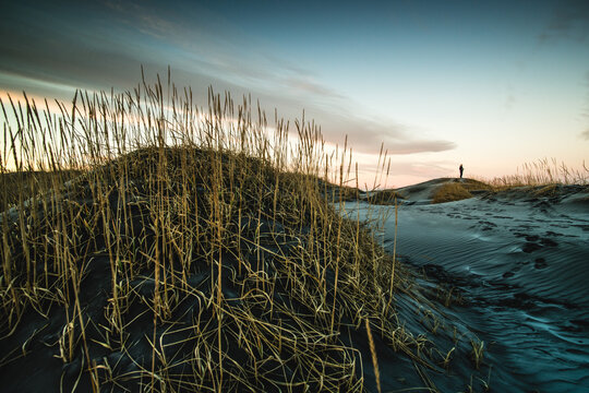 View of golden grasses clinging to dark sand dunes under a vast sky as a distant figure surveys the serene landscape, Hofn, Eastfjords region, Iceland.