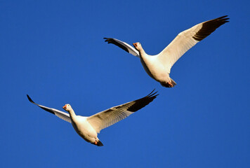 Obraz premium two snow geese in flight on a suuny day in their winter habitat of bernardo state wildlife refuge near socorro, new mexico