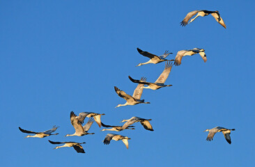 Fototapeta premium flock of majestic sandhill cranes in flight over their winter habitat of bernardo state wildlife refuge, near socorro, new mexico