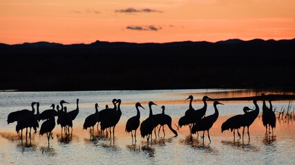 Fototapeta premium a flock of majestic sandhill cranes silhouetted standing in a pond at sunset with a mountain backdrop in their winter habitat of bernardo state wildlife refuge, near socorro, new mexico