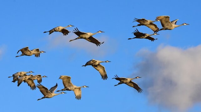 flock of majestic sandhill cranes in flight  on a sunny day over their winter habitat of bernardo state wildlife refuge, near socorro, new mexico