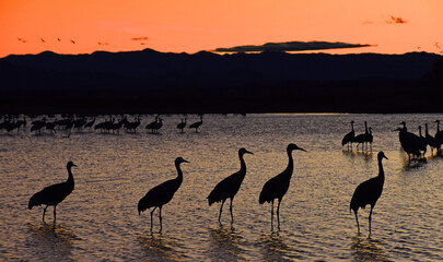 Fototapeta premium a flock of majestic sandhill cranes silhouetted standing in a pond at sunset with a mountain backdrop in their winter habitat of bernardo state wildlife refuge, near socorro, new mexico