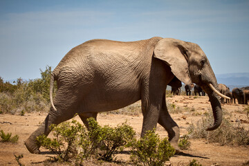 Elephant in Addo Elephant National Park, South Africa.