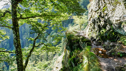 Auf dem Wanderweg Sentier des Roches (Felsenpfad) am Col de la Schlucht im Elsass