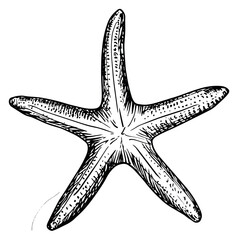 Naklejka premium Hand drawn line art illustration of a starfish depicting a sea creature for ocean and marine life designs