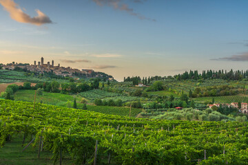 Naklejka premium San Gimignano Skyline and Vineyards at Sunset, Tuscany, Italy