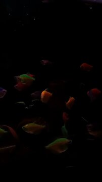 Vibrant tropical GloFish Tetra in a home aquarium, portrait mobile format.