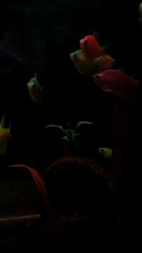 Vertical shot of colorful GloFish Tetra school in a dark aquarium.
