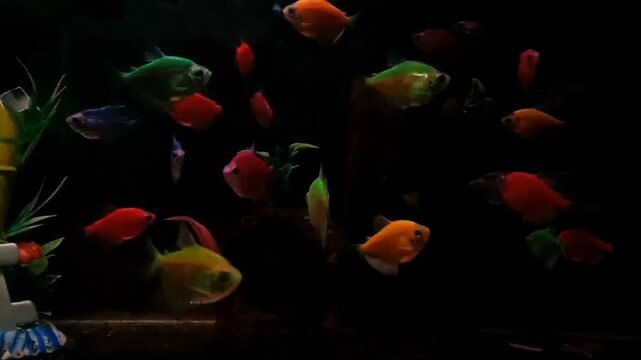 Landscape shot of glowing tropical fish species in a home aquarium setup.