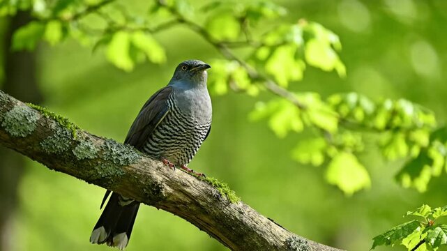 European cuckoo perched on a moss-covered tree branch in a sunlit forest, calling in springtime