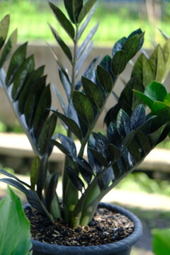 Zamioculcas is a genus of flowering plants in the family Araceae, containing the single species Zamioculcas zamiifolia. ZZ plant. 