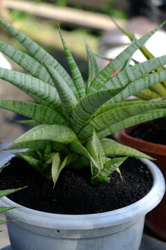 The Sansevieria 'Gojo' is a rare and trendy hybrid snake plant cultivar featuring striking, upright, and rigid columnar foliage with deep green striping and lighter banding. Like other snake plants, i