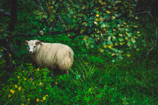 View of a sheep with long curly wool stands amid lush green foliage and bright yellow flowers, a peaceful scene of rural life, Kirkjubaejarklaustur, Iceland.