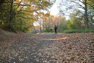遊歩道が落葉に覆われている冬の公園風景