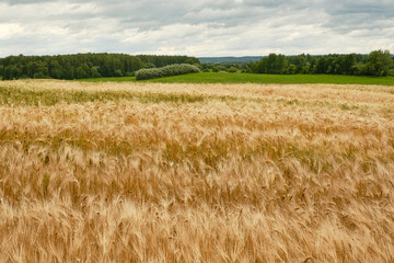 A field of ripe wheat ready for harvest. Golden wheat grain ready for harvest in farm field....