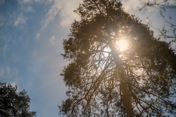 Obraz premium Bright sunlight breaks through the trees.