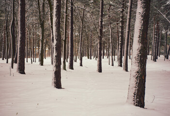 park,drzewa,zima  © Marcin Łazarczyk