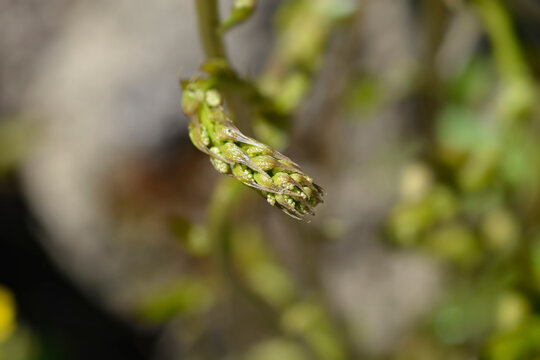 Black bryony sprout closeup - Latin name - Dioscorea communis