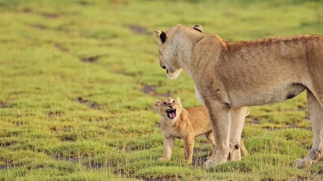 Lioness walking with cub 