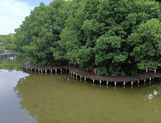 Fototapeta premium The advantages of Semarang mangrove tourism are for environmental education, coastal conservation, and family recreation with attractive facilities, such as contemporary photo spots, local culinary de