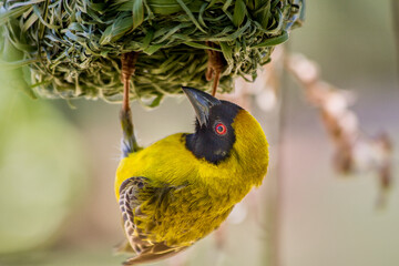 The Southern Masked Weaver (Ploceus Velatus) in South Africa.
