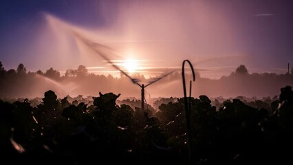 Farm sprinkler system watering vegetable garden rows during sunrise with golden mist and hazy morning light