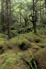 白駒の池・苔と原生林